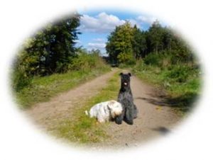 Kerry Blue und Sealyham Terrier